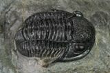 Detailed Gerastos Trilobite Fossil - Morocco #152801-3